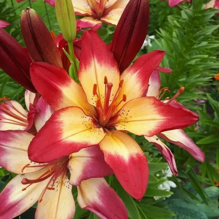 Black Spots Lily-Rare Exquisite Lily Bulbs 🌸