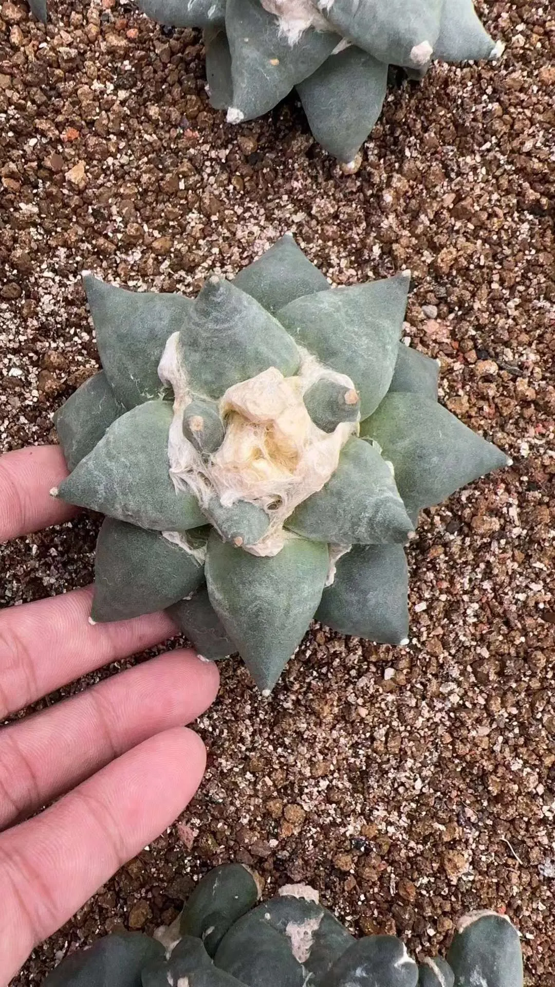 plant Aeonium Echeveria Haworthia  Caudex  Lithops Cactus  Agave 