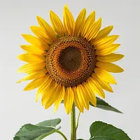 Sunflower Radiance - Diamond Painting