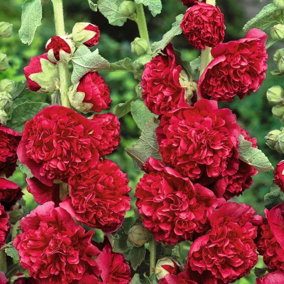 💐Double-flowered Hollyhock Seeds