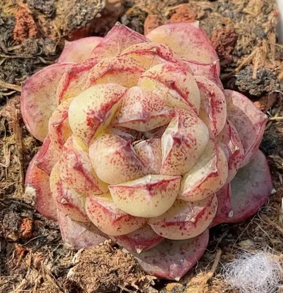 plant Aeonium Echeveria Haworthia  Caudex  Lithops Cactus  Agave 