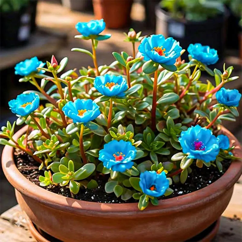 🌹MOSS ROSE&mdash;IMMORTAL FLOWER