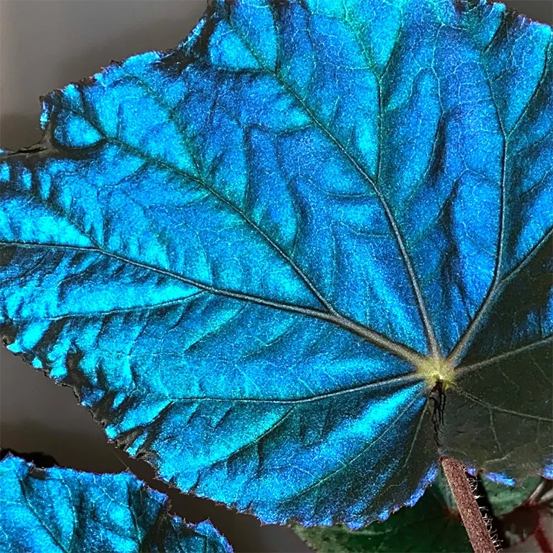 Rare metallic blue peacock begonia