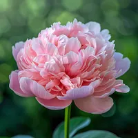 Peony Prosperity - Diamond Painting