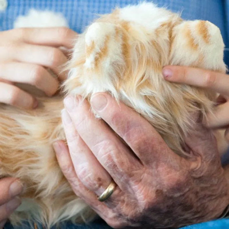COMPANION PET CAT