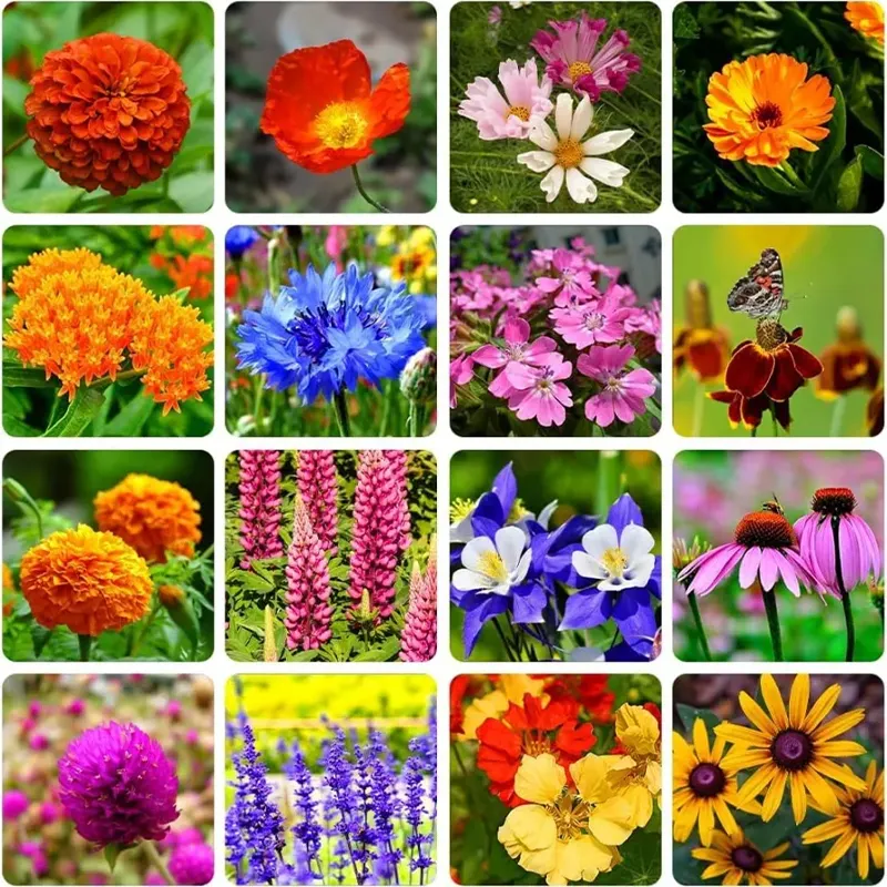 Mixed Perennial Flowers for All Seasons &ndash; 100+ Kinds