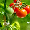 50/100/150 pi&egrave;ces Clips support pour plantes